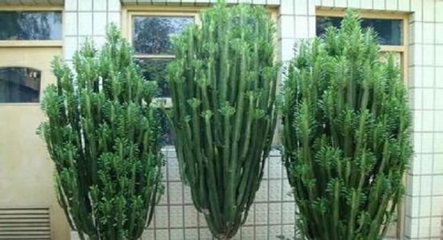  [长爆]这3种“耐旱”植物，适合“懒人”养，30天不浇水，也能长爆盆！