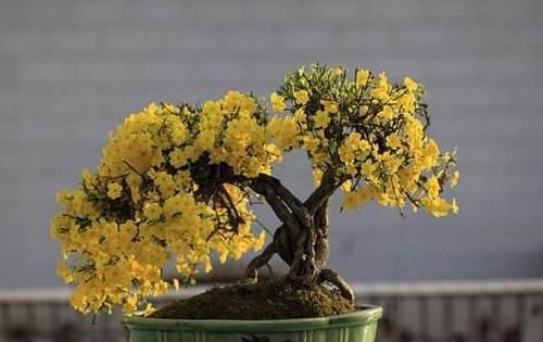  花苞：养迎春花，开花后这样处理，第2年花苞多、开花旺，否则别后悔