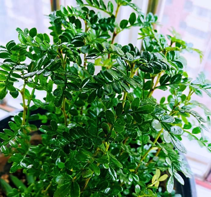  『黄边』花盆里有小黑飞，5个小办法，就能彻底消灭！