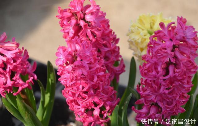 『叫洋』一种“种球花”颜值高,开花一大朵,外国人叫洋水仙,有水就活