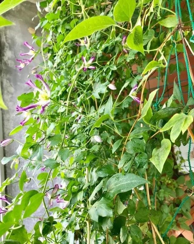  「球老师爱吃薄荷冰淇」封闭阳台养花，防盗窗有大用，1平米也能变花园！