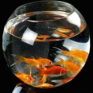  「感觉」看到一张观赏鱼的图片，给我的感觉就是，此鱼可杀不可留