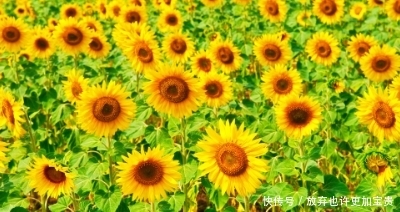  『阳光』如何在自己的阳台上种植美丽可口的向日葵