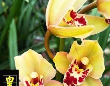  【轻松】金光闪闪，耀眼夺目的皇妃兰，魅力不可挡，轻松就能开爆盆！