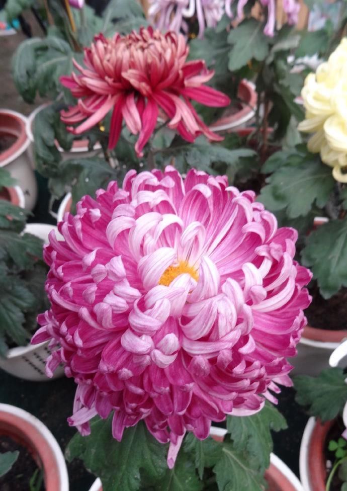  『高贵典雅』“珍品名菊”繁花似锦，高贵典雅，端庄秀丽，让人爱不释手！