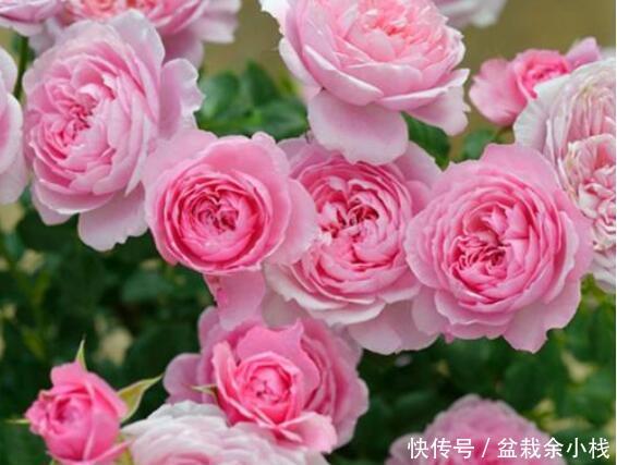 盆栽@“4种盆栽花”,繁殖快,易爆盆,阳台美成小花园!