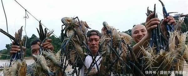 “淡水虾王”入侵中国，个体重达600克，国人却希望赶快泛滥起来