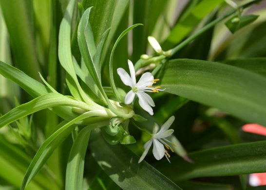  「湿润」家养几盆喜水植物，浇水就能爆盆，在家天天浇水，天天能赏花