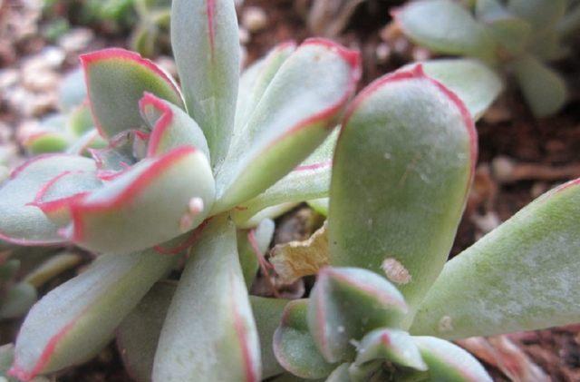  [方法]多肉生了蚧壳虫，3个方法最管用，撒一点，几年不见虫