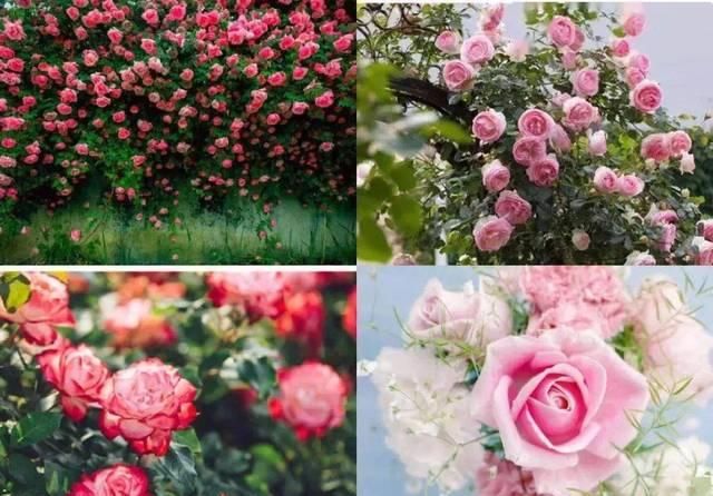 「体温检测」第四届〈花乡玫瑰〉艺术节!门票无限量免费送!