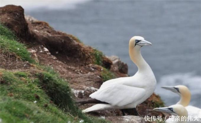 一座被海鸟霸占上百年的岛，上岛会被海鸟攻击，渔民们都绕道而行