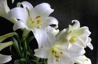  『值得』百合寓意美好，花香四溢，值得拥有