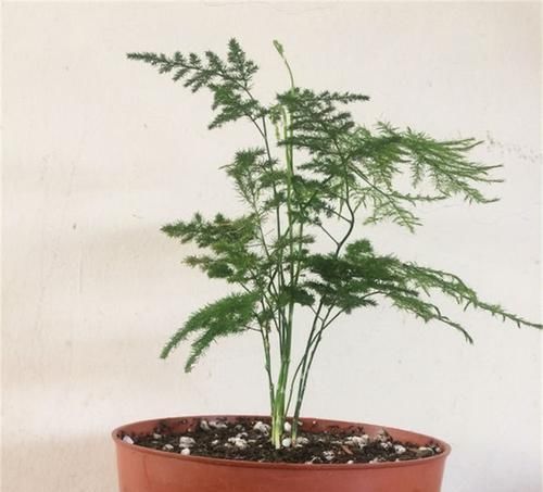  『客厅』1种植物，吸废气、杀细菌，养在客厅里，家人健康，比绿萝强