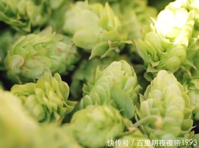  啤酒花■这植物名叫啤酒花，制作啤酒却少不了它，如今市面上一