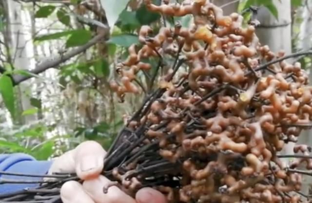  【果子】1种“果树”长在山上，结出灰色的“果子”，人称“拐枣