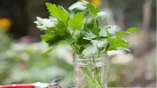  『蔬菜』常见12种蔬菜阳台种植教程，看完又能省下一笔钱啦！