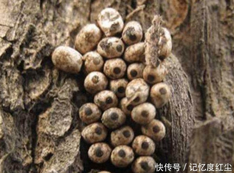 80后农村孩子的最爱，如今200一斤但却很难买到了