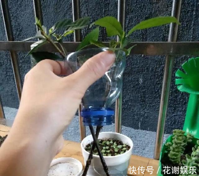  「扦插」春天扦插最好活，生根水不用买，自制4种生根水，比买的还好使！