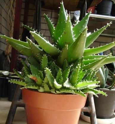 『家里』“4种植物”防辐射能力强,家里养一盆,对家人“视力好”,真值