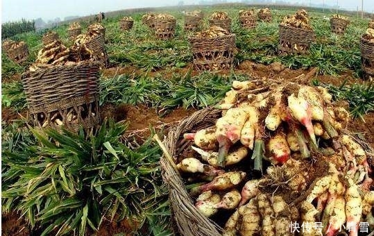 农村这一霸气的农作物，亩收入万元，却没人敢种，这是为何？