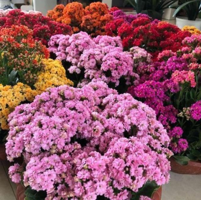  [适合]阳台适合养的“3种花”，个个是“爆花王”，轻松开成花园！