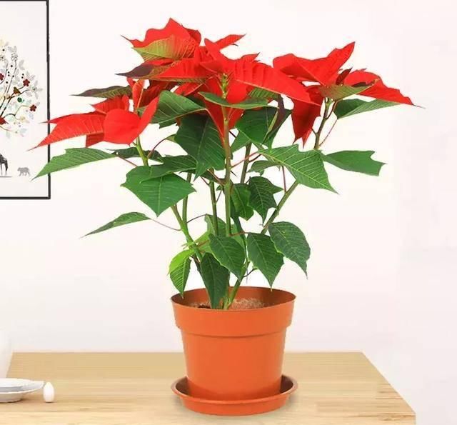#阳光充足的环境#100种常见开花植物的养护要点与花期,快来看看有没有你喜欢的