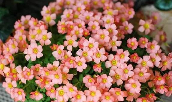 【美色】阳台首选这4款,寓意好易打理,花美色艳,一年四季都有花赏