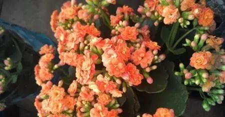 『养分』长寿花花谢后怎么养?做好这“3点”,很快就能“二次开花”