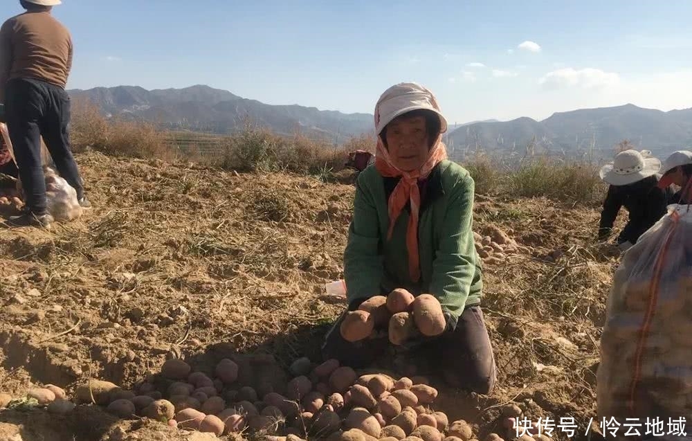  收购■天不亮就去挖，几百万斤即将烂地里，等不来收购商，农民