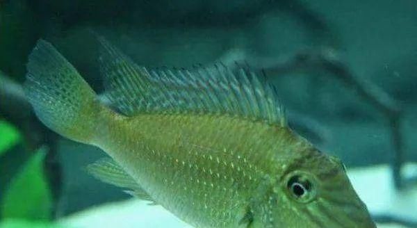  #水族市场上#美洲慈鲷之美，您细品