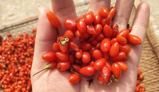  「免疫力」遇到这种野味我从不放过，常吃能提高免疫力，现在正