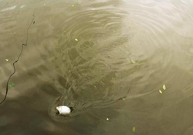  钓好：春季钓鱼，参考这5条实战经验，钓好鱼就是这么容易