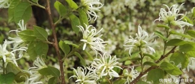 『檵木花』山里这种植物,到处都有,不做盆景,简直屈才了