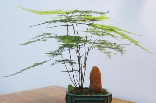  「培好」这3种花放水里，比土培好养100倍，不仅省钱，还很漂亮！