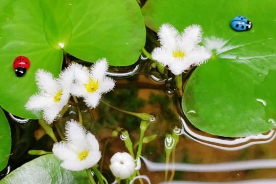  #叶子#最好养、最弱智的植物，只长一片叶子，给点水就能活！