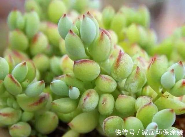 『春天』春天给多肉浇水要注意的3个问题,学会后,肉肉再也不徒长了