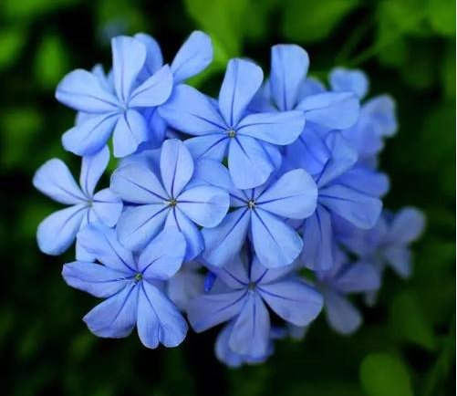  【艳丽】这5款花，被称为“开花机器”，放在阳台变花海，花开艳丽多姿