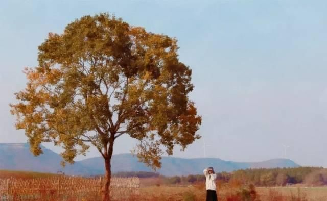 最适合发呆、晒太阳、撸猫的日子,大约在冬季