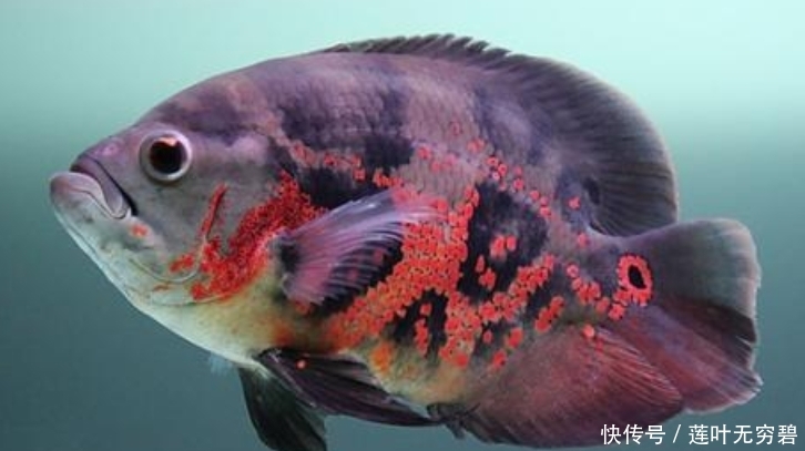  「炸鳞」把咱家的蒜头捣出来喂鱼：观赏鱼肠炎炸鳞的克星，混合鱼饲料使用