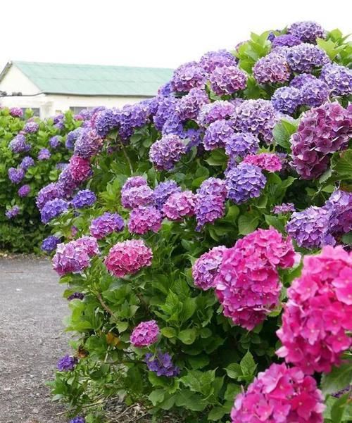  『三角梅』有院子的话，一定养这花，开花大又香！