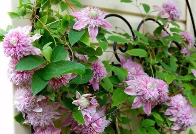  『整面』这几种最好养的爬藤植物，花期花朵挂满整面墙，主要是好养活