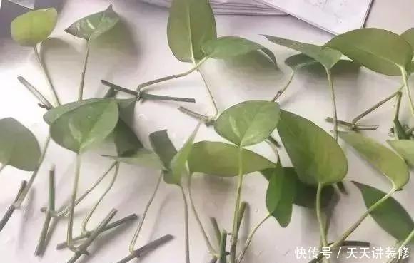  『绿萝』养花技巧：春天赶紧扦插绿萝，扯根枝插3盆，5种方法个个好活！