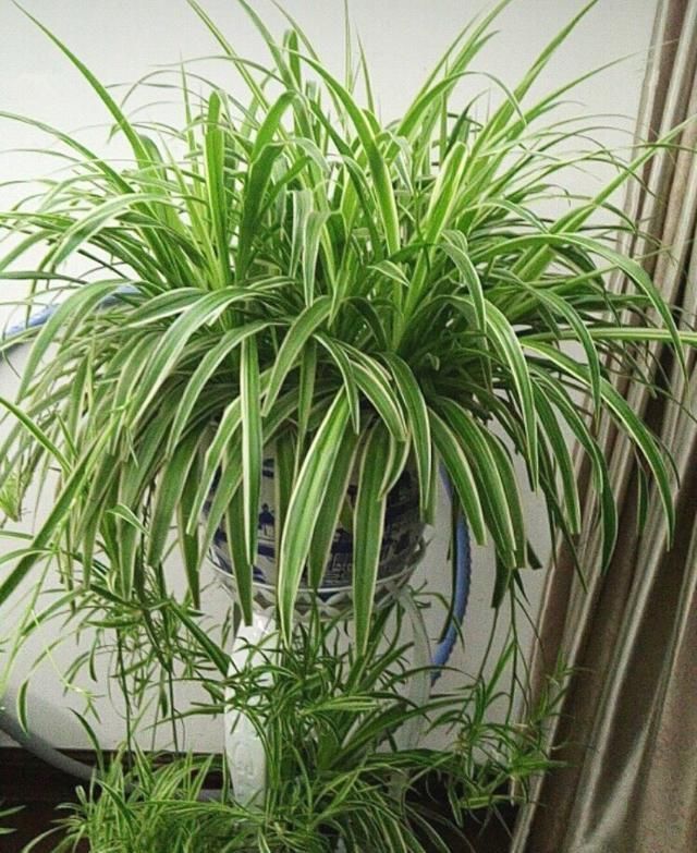 「光照」家中“光照不足”，就养5种花，一盆比一盆茂盛漂亮，花美叶也美