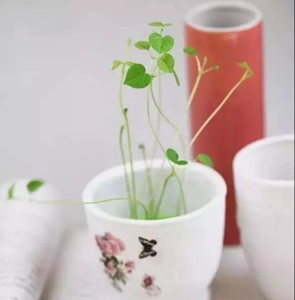 「雅致」播三五盆清新雅致的芽苗菜盆栽,靠自己的双手,尝尝春天的味道!