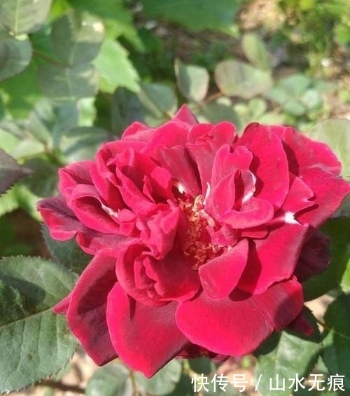 『花卉』百花争艳的季节,养那几种花最适合,推荐这四种开花好看花期长