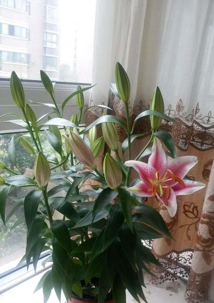 绿萝■冬天盆栽养花选这些,比绿萝吊兰还好养,家里养一株,芳香飘满屋