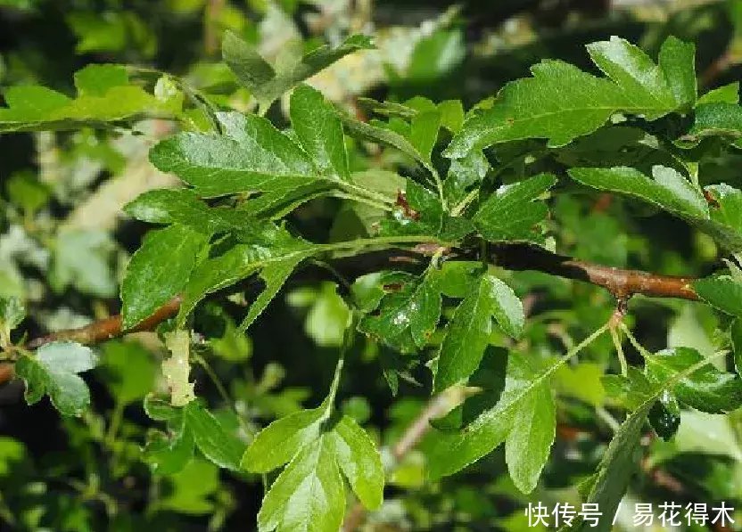 『变叶』海棠鉴赏|变叶海棠和花叶海棠的辨识与鉴赏