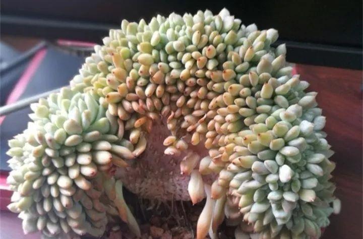 可遇:可遇不可求的多肉缀化,好期待也能中个奖