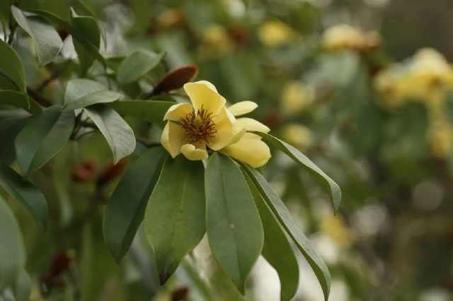 上海植物园@仙不过樱花,艳不过海棠,香不过含笑