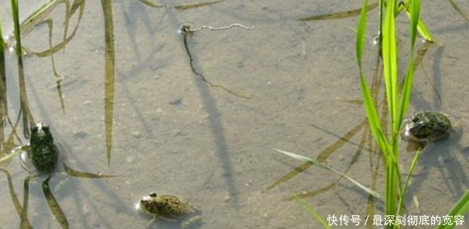 农村稻田里的6大野味排行榜，90后00后见过，但全吃过的不多